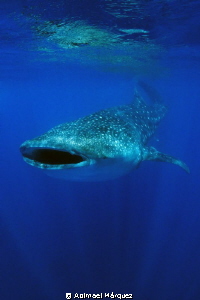 Whale Shark by Abimael Márquez 